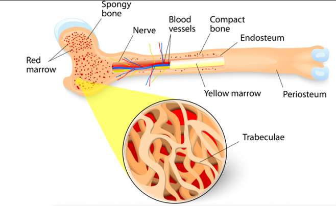 Bone Marrow transplant