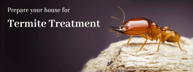 best termite pest control near me