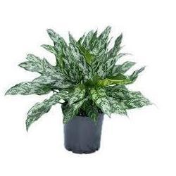 Aglaonema Indoor Plant