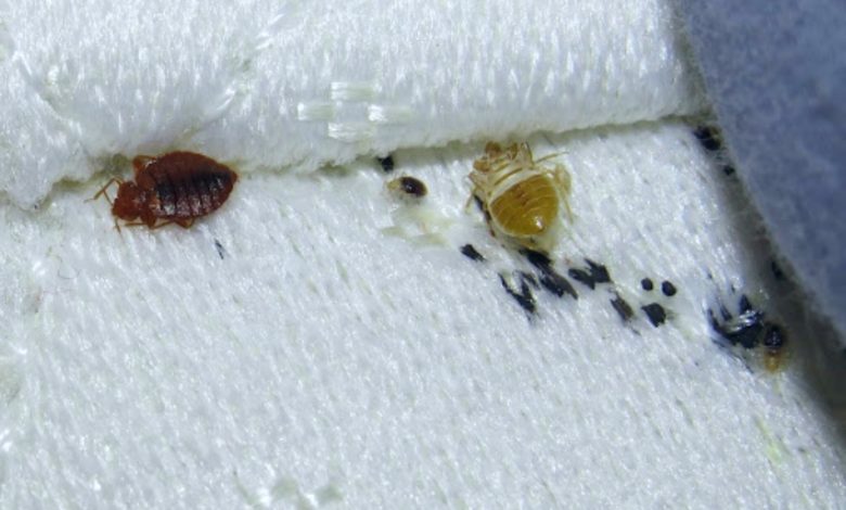 bed bug specialist near me