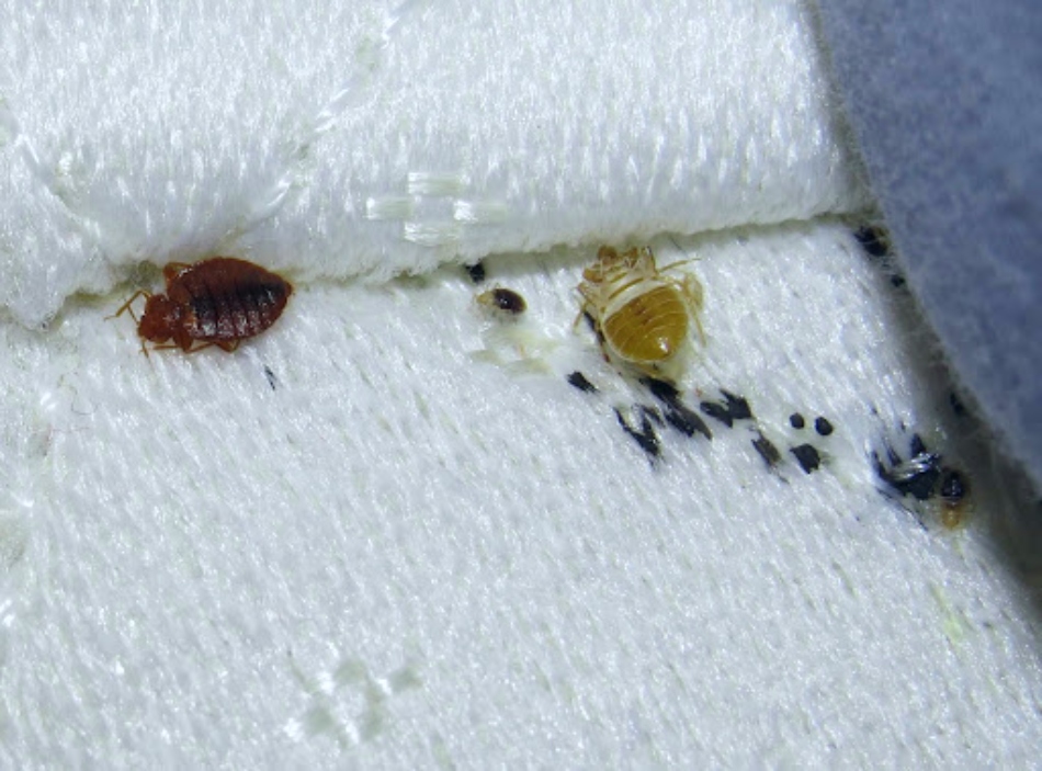 bed bug specialist near me