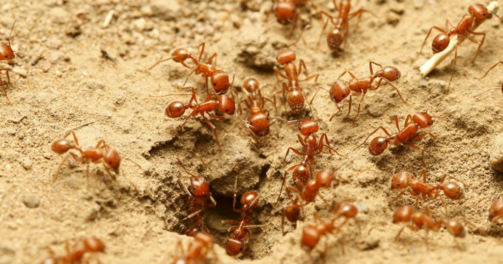 local ants pest control brisbane