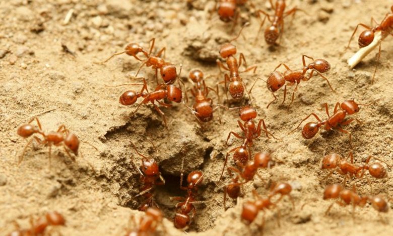 local ants pest control brisbane