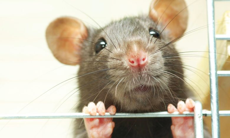 rats pest control near me