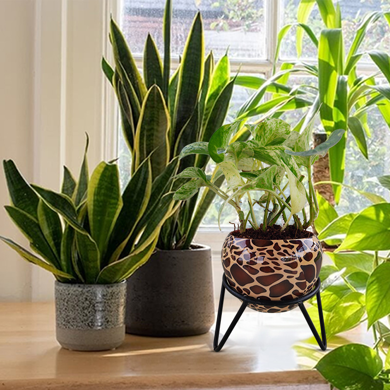 online plant shopping