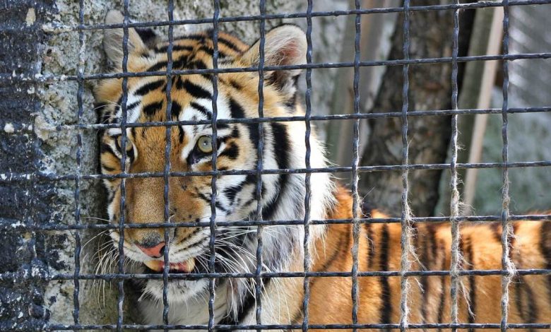 Why animals should not be kept in zoos