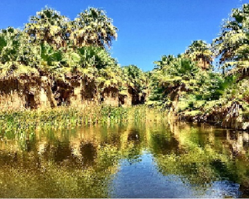 Coachella Valley Preserve