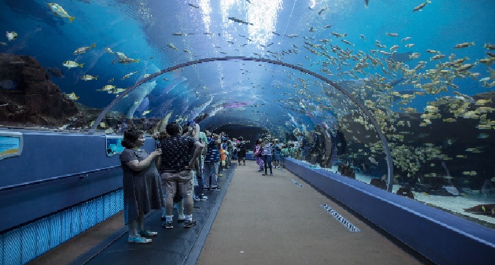 Georgia Aquarium