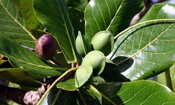 Almonds Farming in India with Complete Information