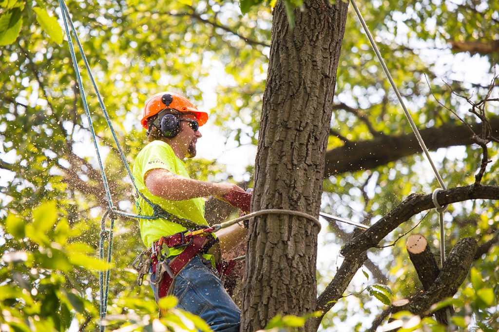 tree removal sydney