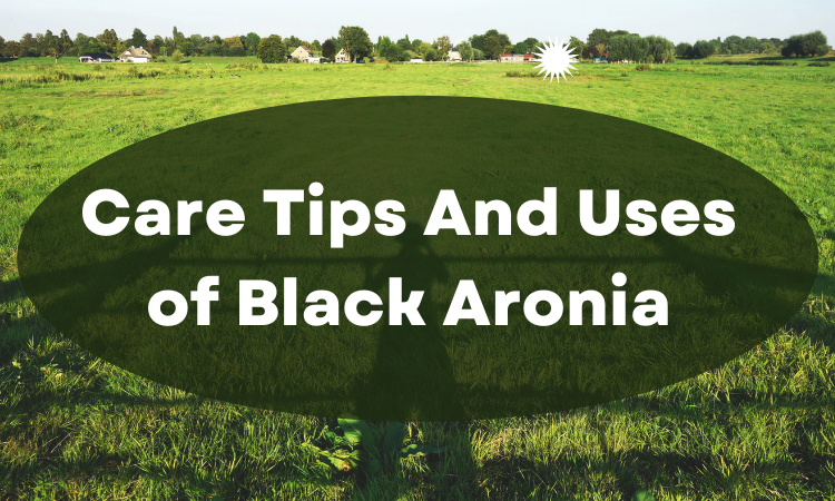 Black Aronia