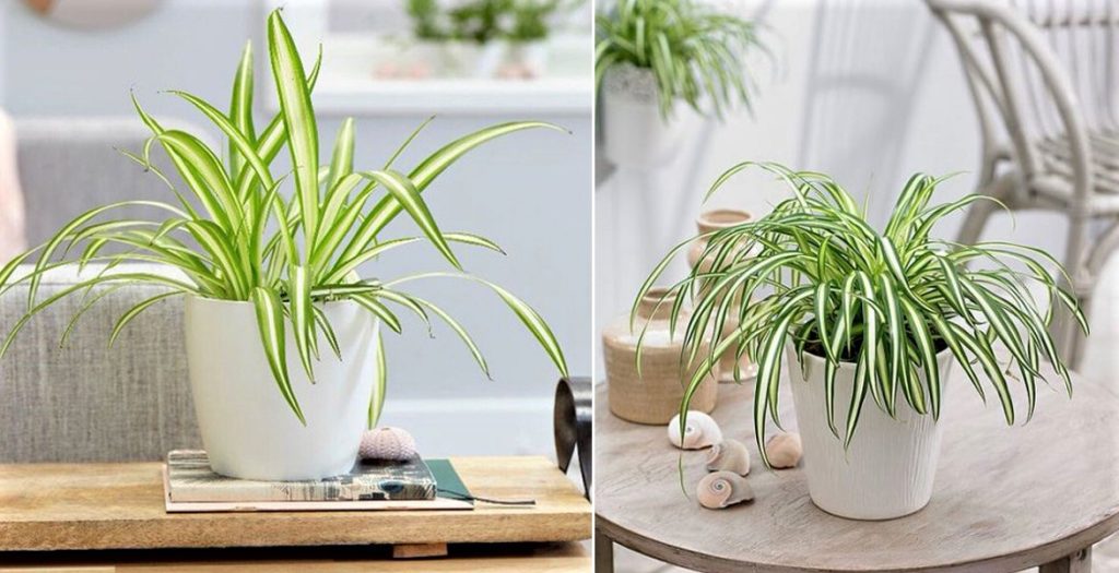 Types of Spider Plants