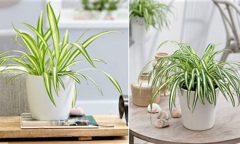 Types of Spider Plants