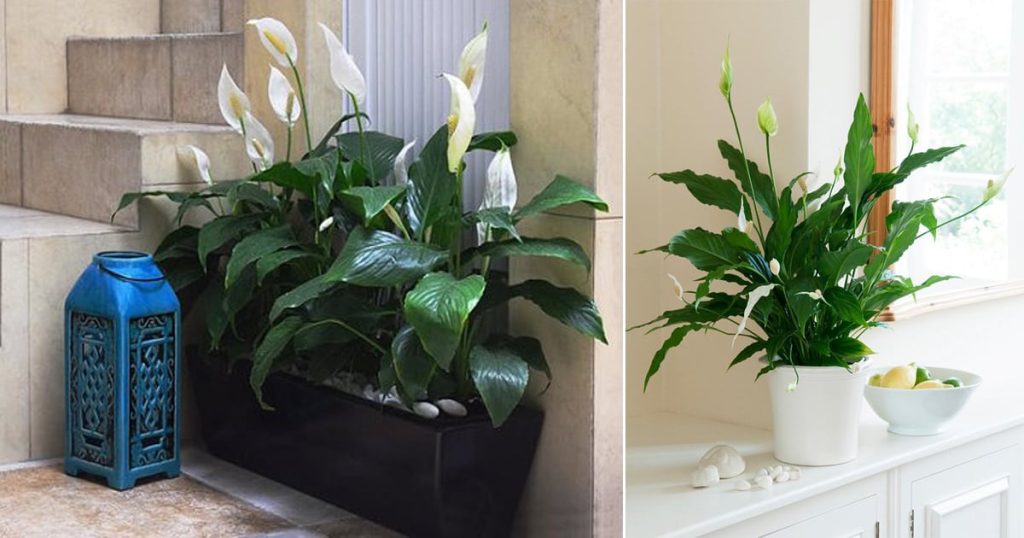 Peace Lily