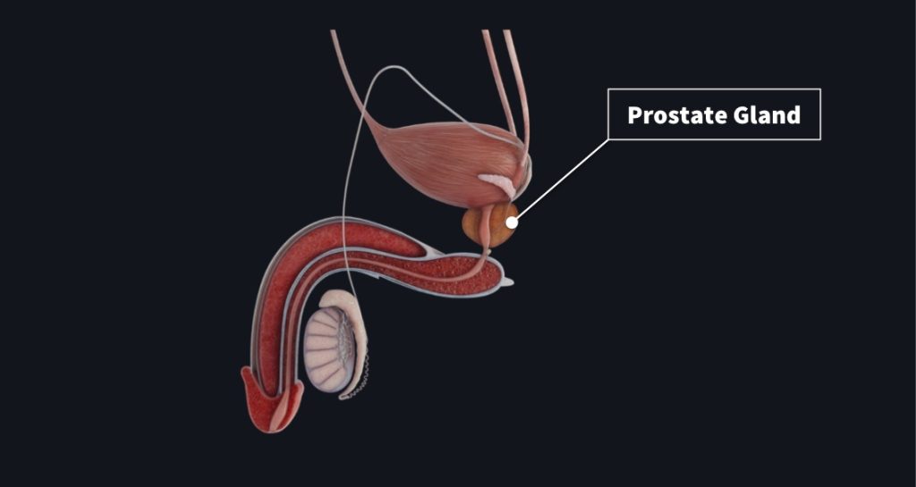 prostate-gland