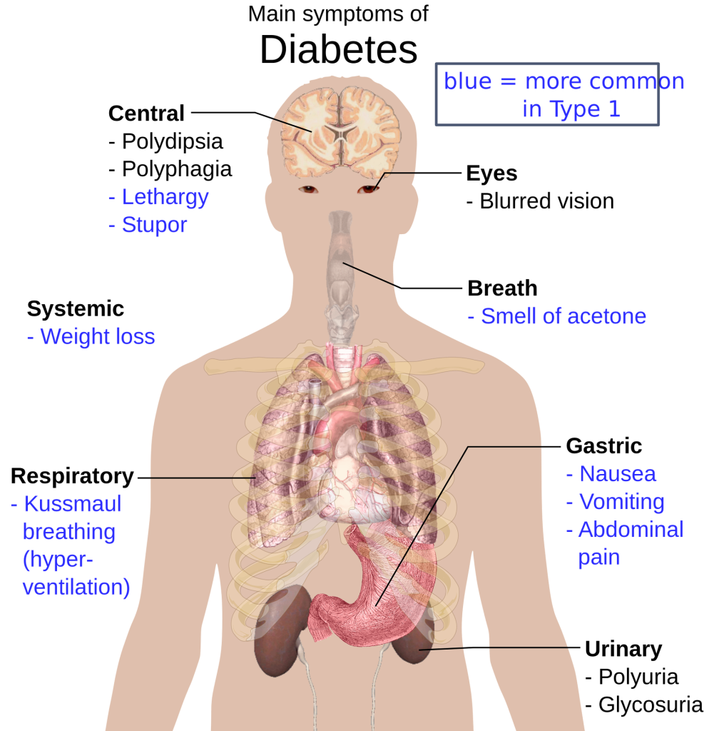 Human internal body